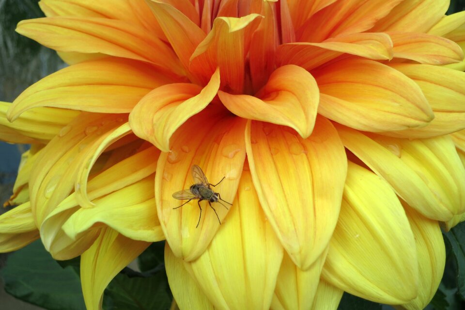 Yellow dahlia mosquito macro