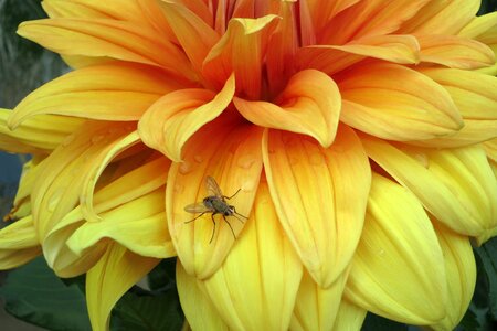 Yellow dahlia mosquito macro