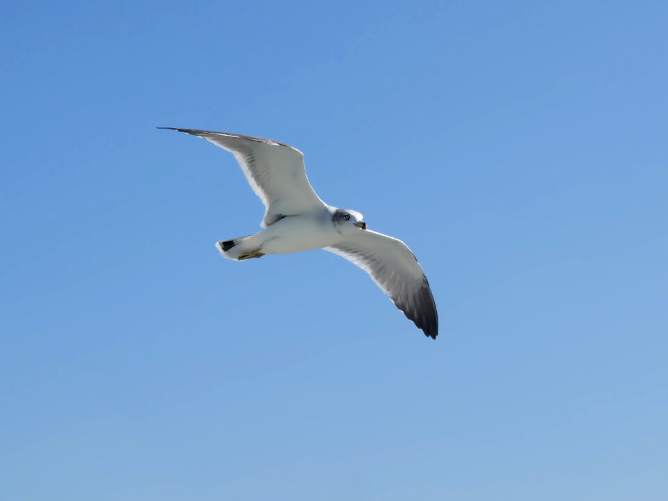 Wildlife sky