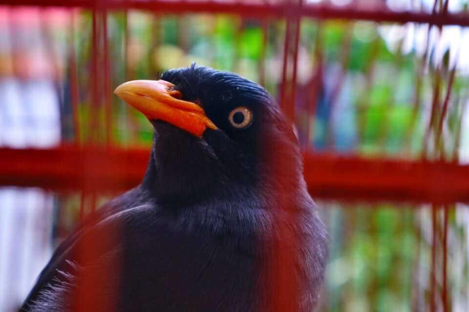 Animals nature indonesian