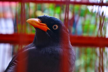 Animals nature indonesian