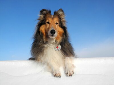 Mammal animal collie