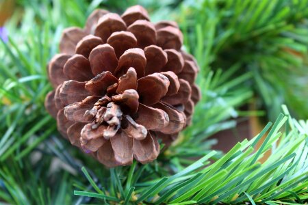 Xmas trim tree