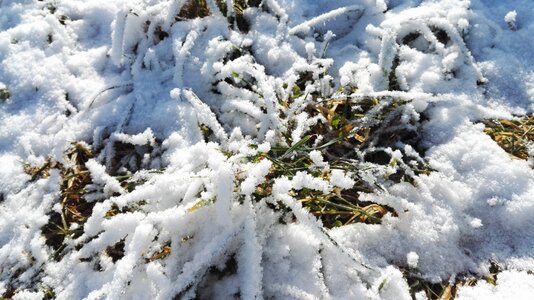 Grassland recovery white