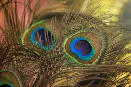 Peafowl pattern color photo