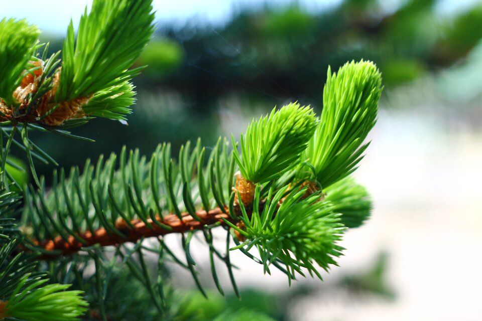 Christmas tree nature needles