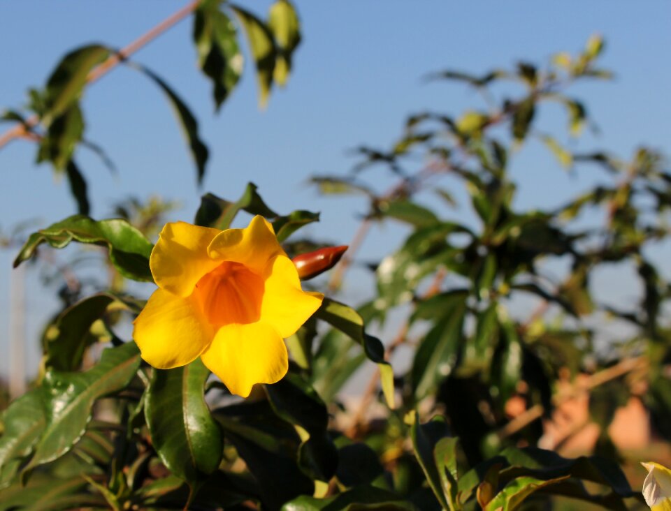 Garden yellow flower sky