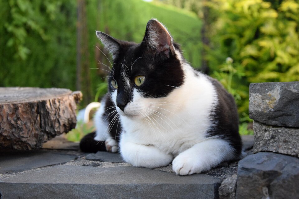 Animal portrait concerns domestic cat