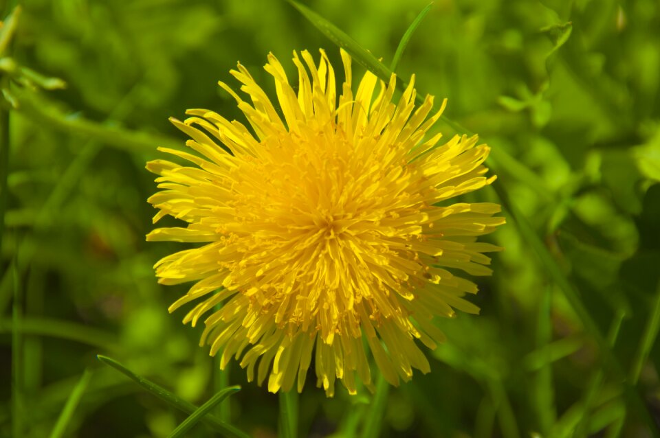 Flower no one dandelion