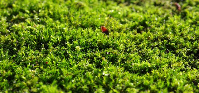 Substrate forest forest litter