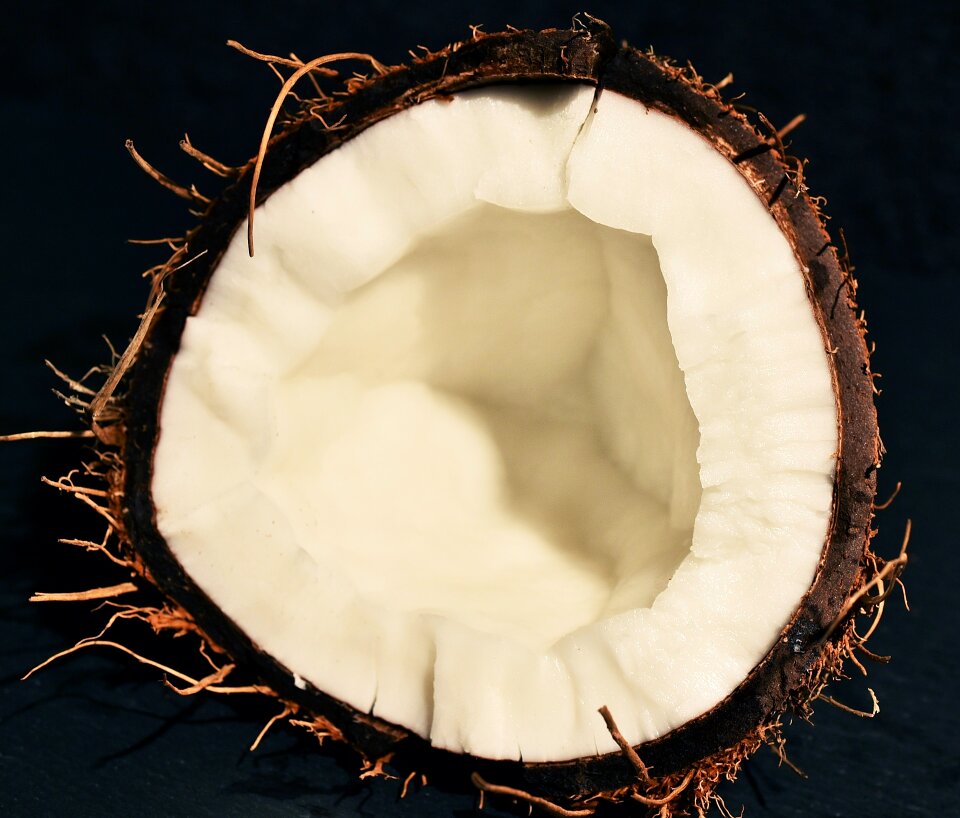 Tropics shell palm