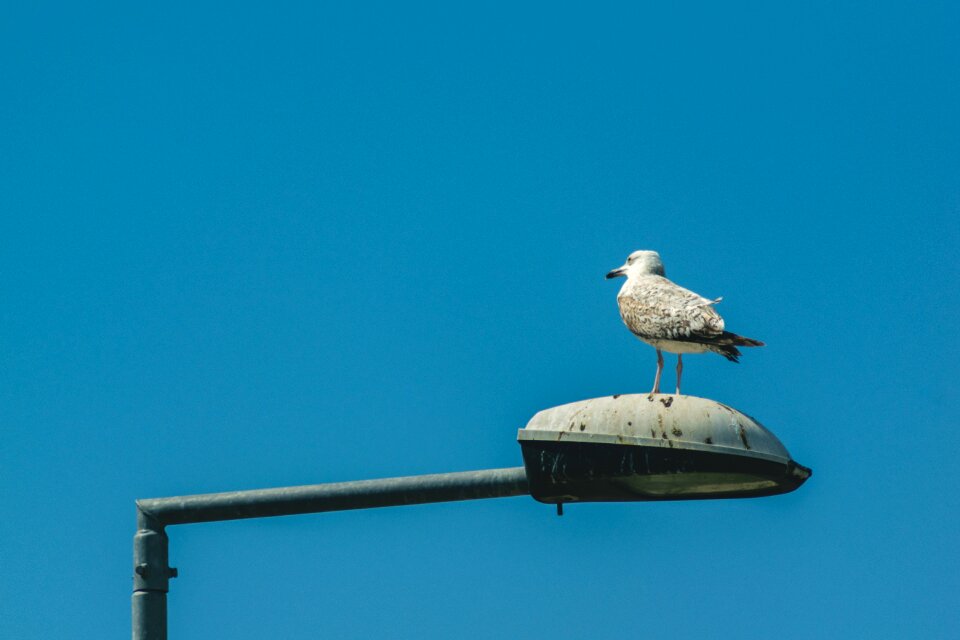 Birds water animal