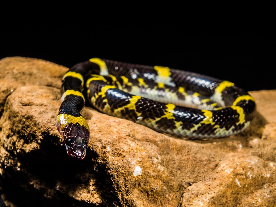 Black yellow non toxic reptile