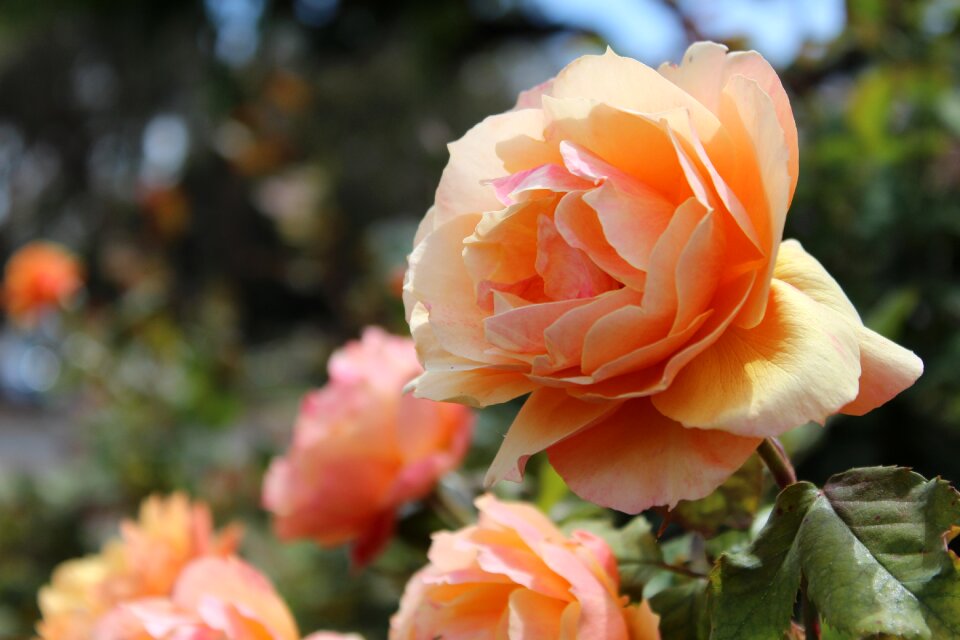 Nature spring blossom