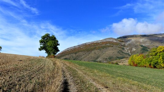 Nature trees mountain