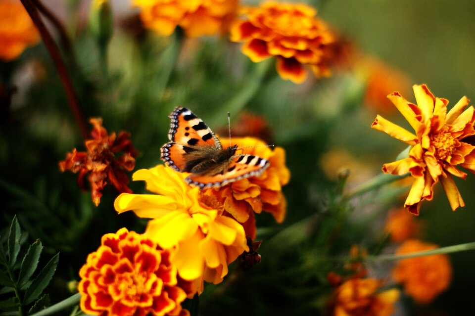 Insect nature insects