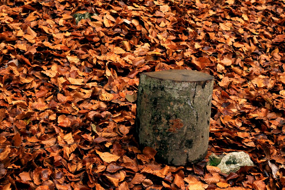 Forest tree yellow sheet
