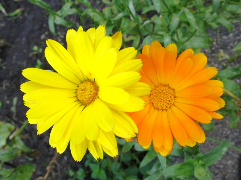 Yellow orange garden