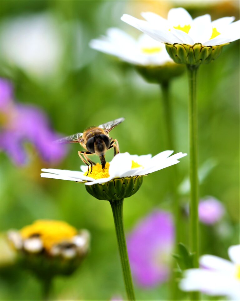 Insect animal macro