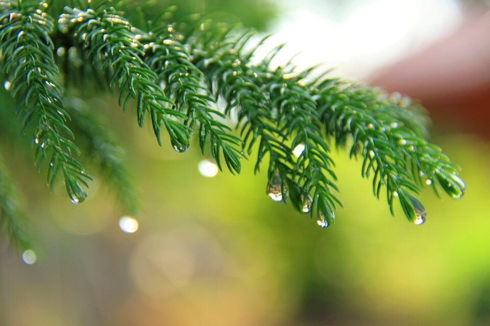 Macro nature photography