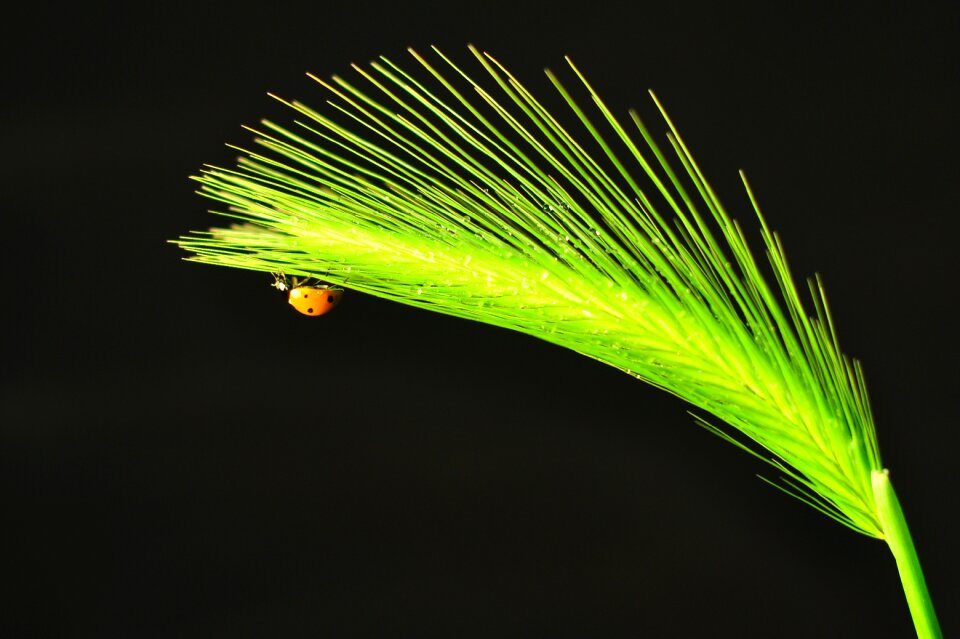 Growth plant ladybug