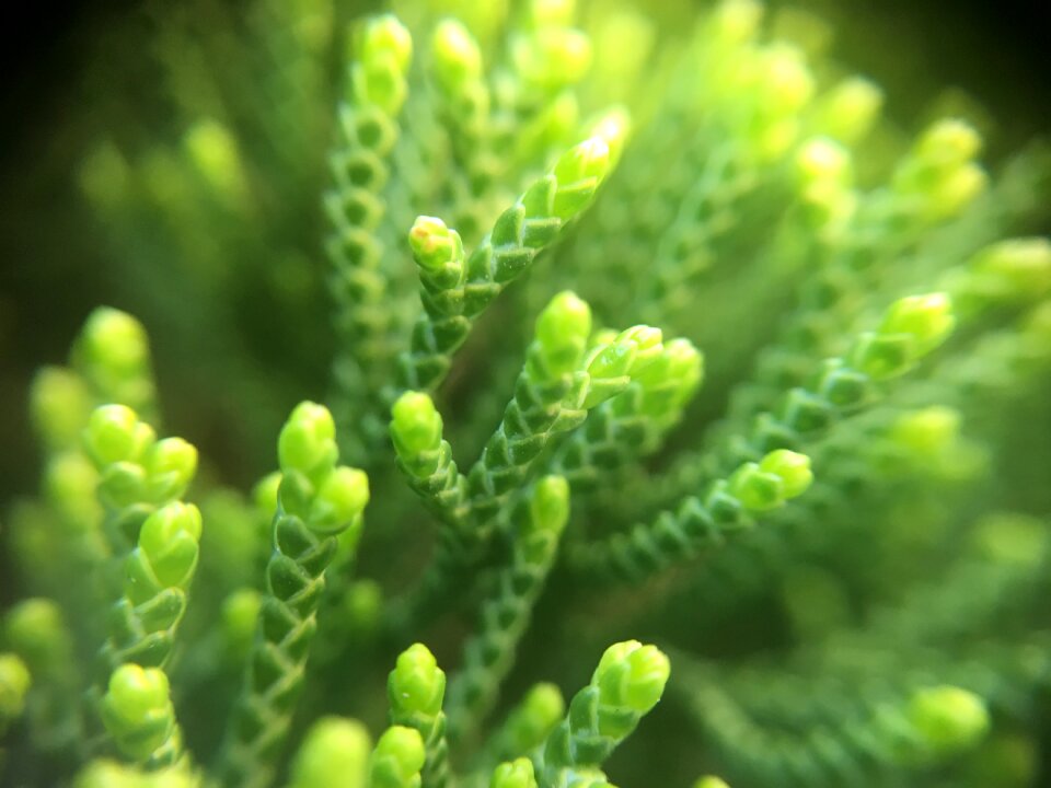 Plant bush green news