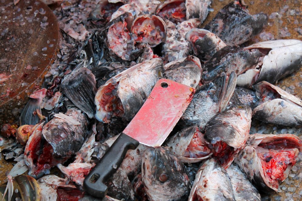 Fresh market knife cooking