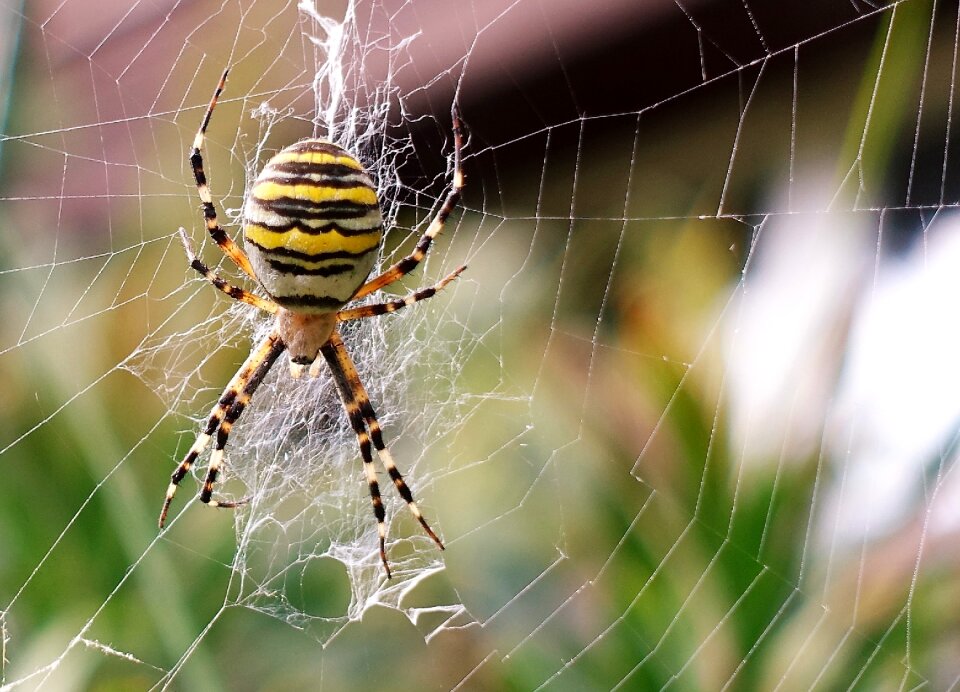 Nature insect spider
