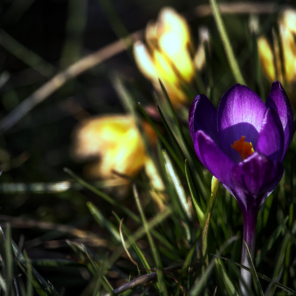 Spring spring flower violet