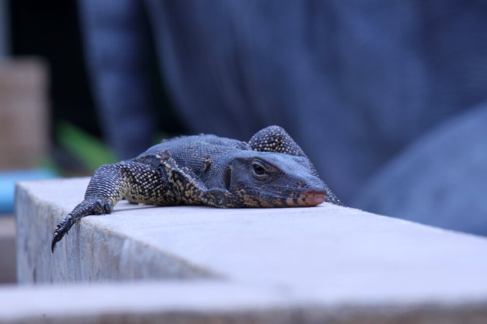 Animal world reptile lizard