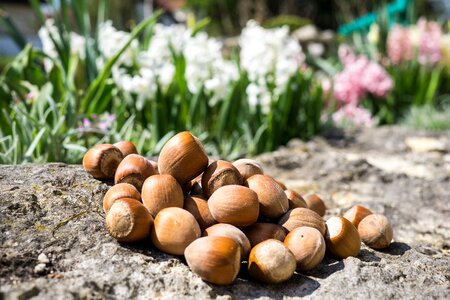 Brown nuts eat photo