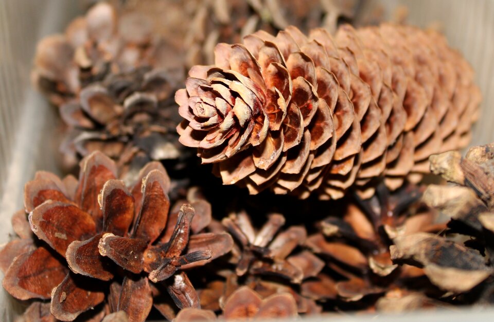 Coniferous tree closeup