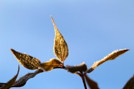 Frost winter