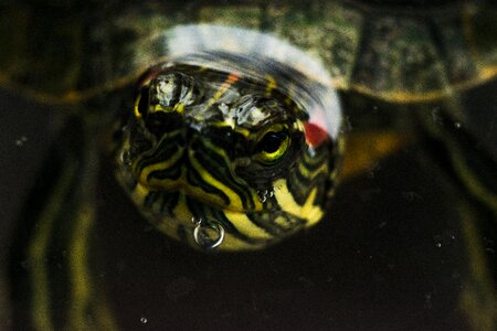 Water turtle panzer reptile photo