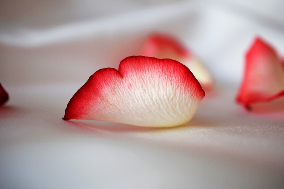 White petals flowers