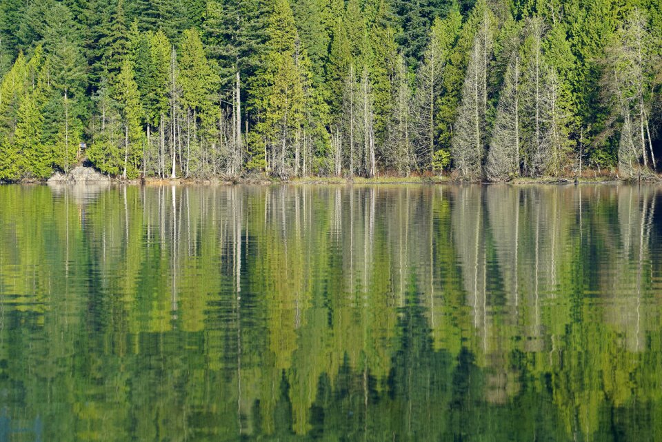Lake beautiful reflection forest