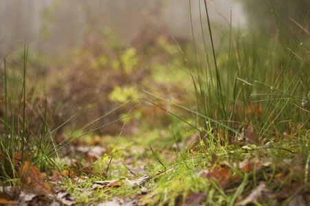Grass reed dew