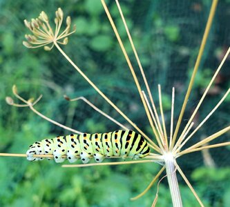 Nature caterpillar garden