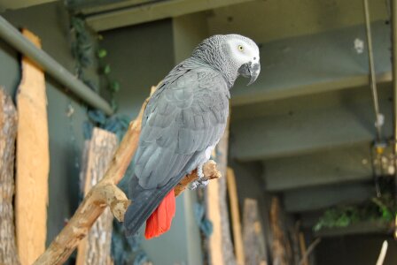 Feather animal beak photo