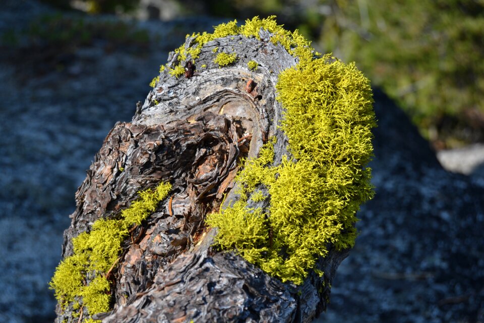 Rock wood