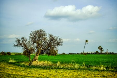 Field nature agriculture photo