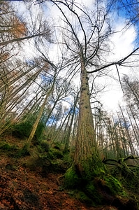 Grizedale nature landscape