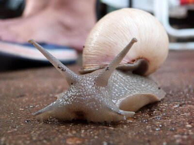 Snail animal urban nature photo