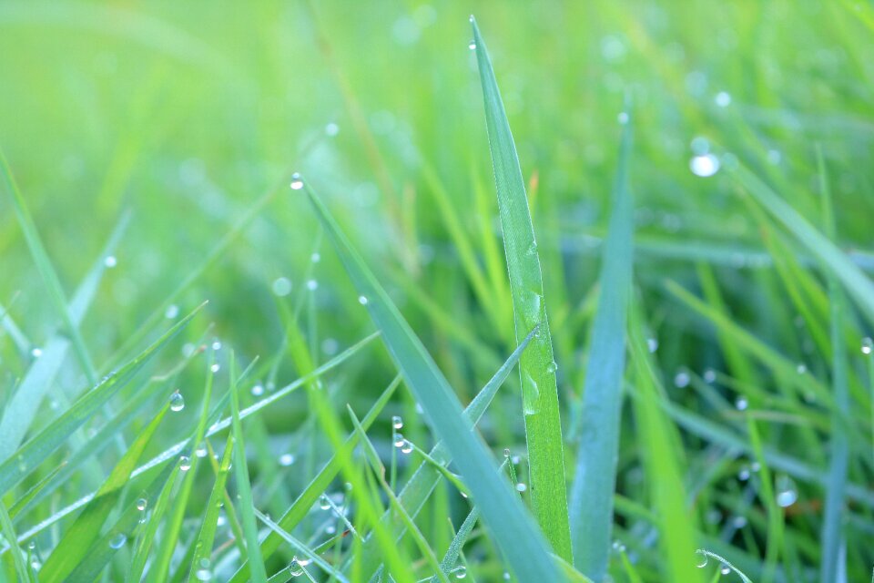 Vietnam the morning dew drops