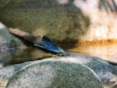 Insect bach blue dragonfly