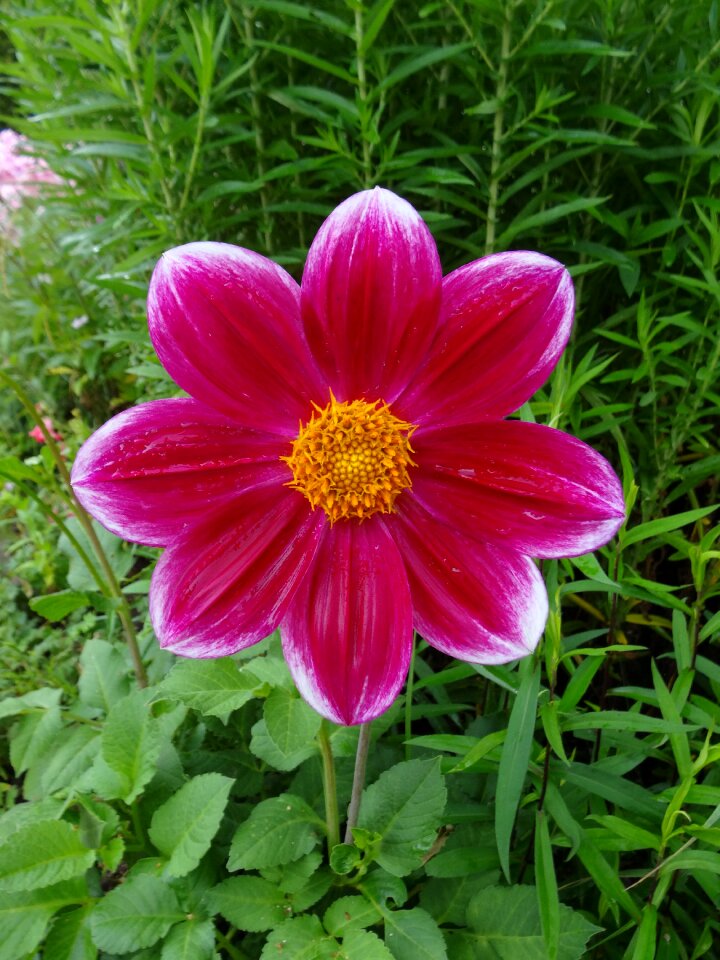 Pink flower nature cosmos
