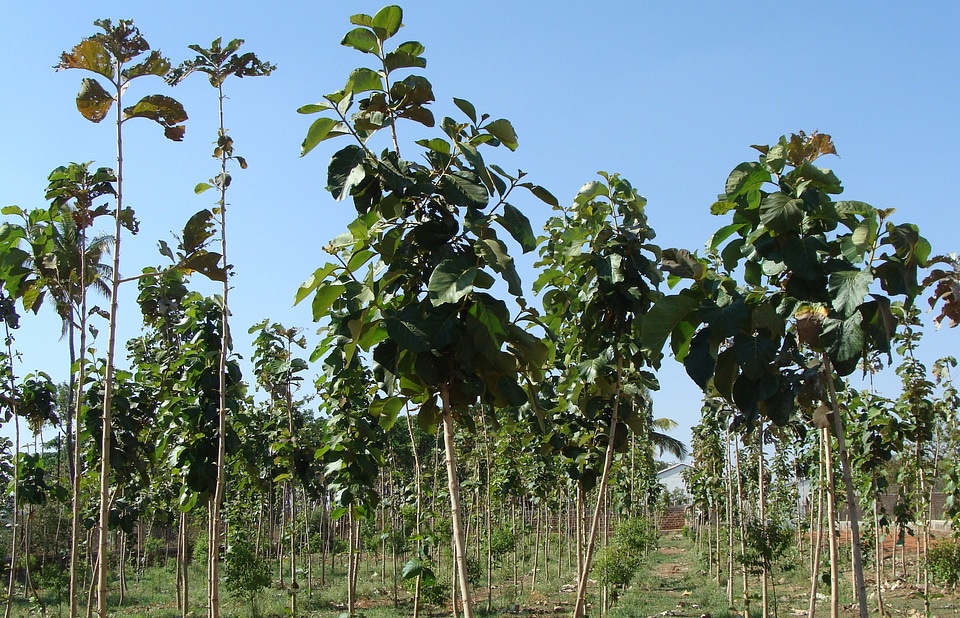 Karnataka india field