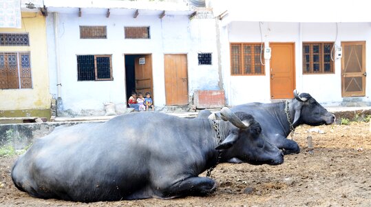 India hinduism cattle