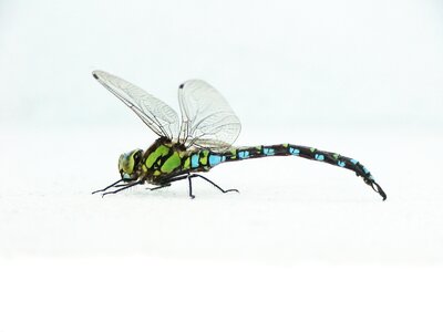 Close up macro blue dragonfly photo
