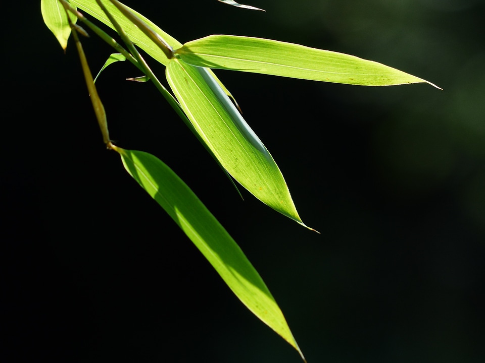 Green licorice poaceae